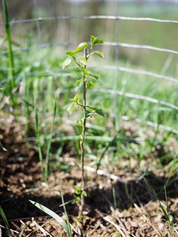 Wildbirne — Waldgarten Thüringen