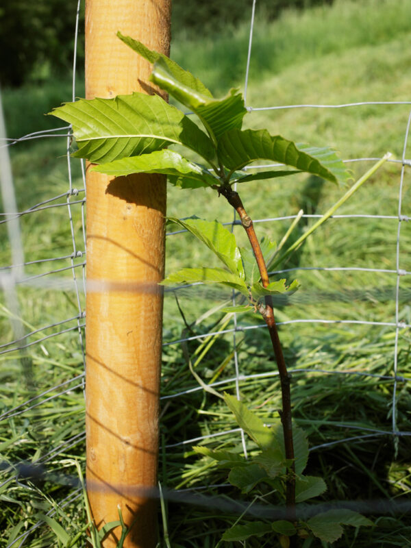 Marone — Waldgarten Thüringen