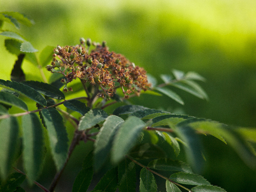 Eberesche - Blüte